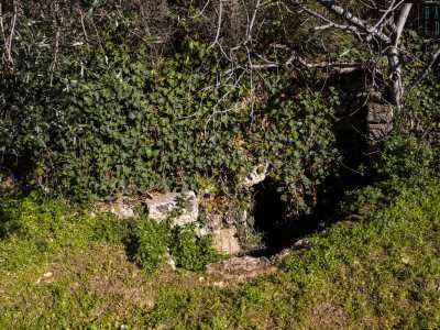 ...e qui, parzialmente ricoperto da alberi di fico, arbusti e rampicanti di vario genere scorgiamo l�ingresso del terzo ipogeo